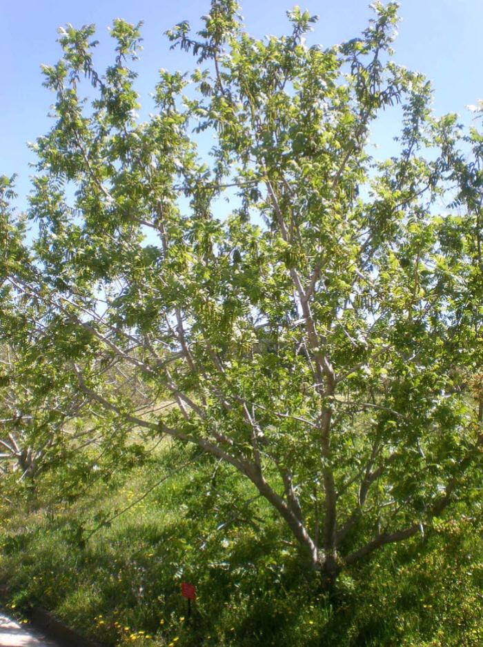 Plant photo of: Juglans californica