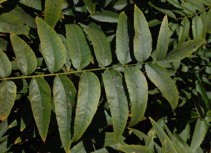 Plant photo of: Juglans californica