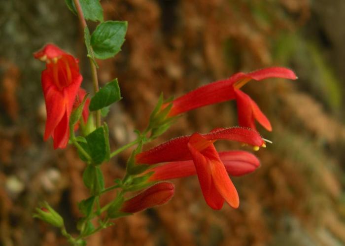 Keckiella cordifolia