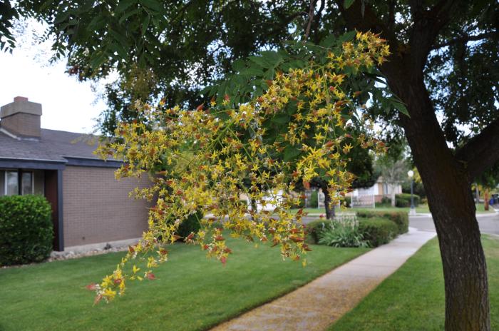 Plant photo of: Koelreuteria paniculata