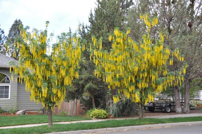 Laburnum X watereri 'Vossi'