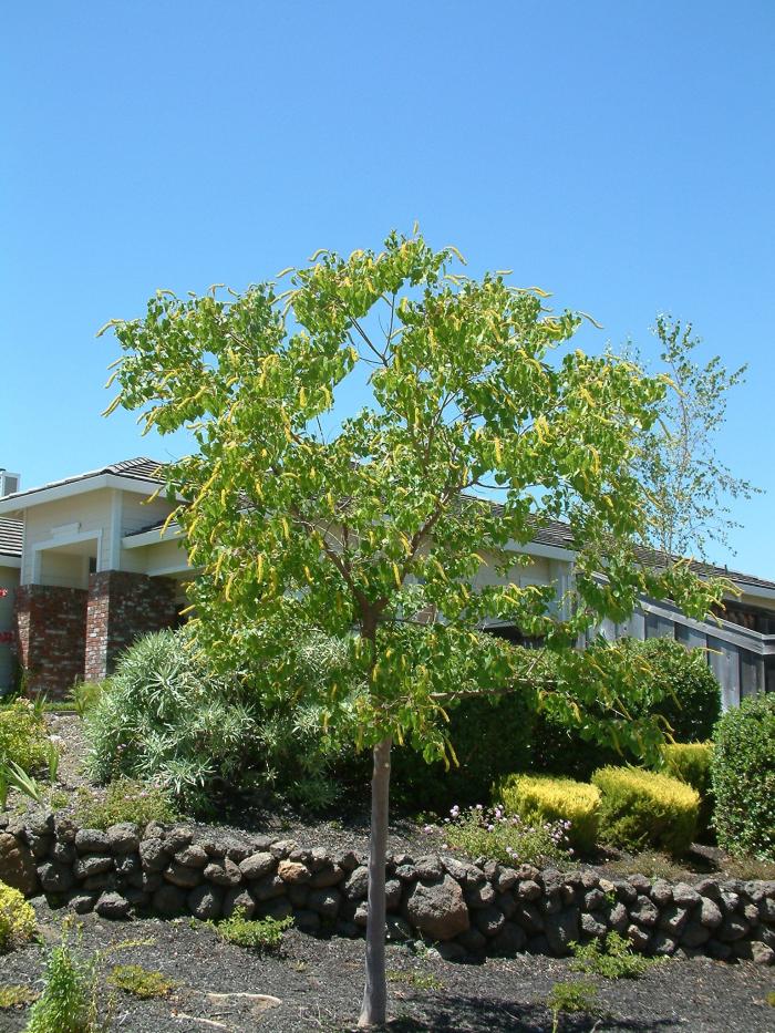 Plant photo of: Laburnum X watereri 'Vossi'