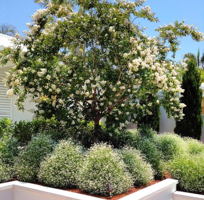 Lagerstroemia 'Natchez'