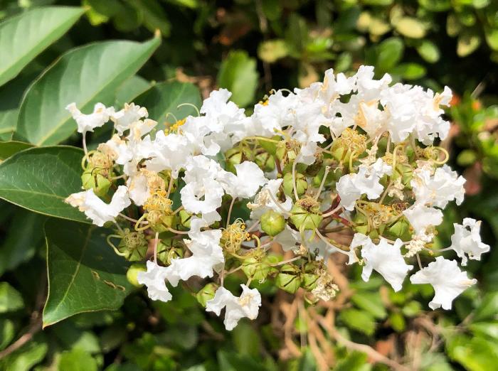 Plant photo of: Lagerstroemia 'Natchez'