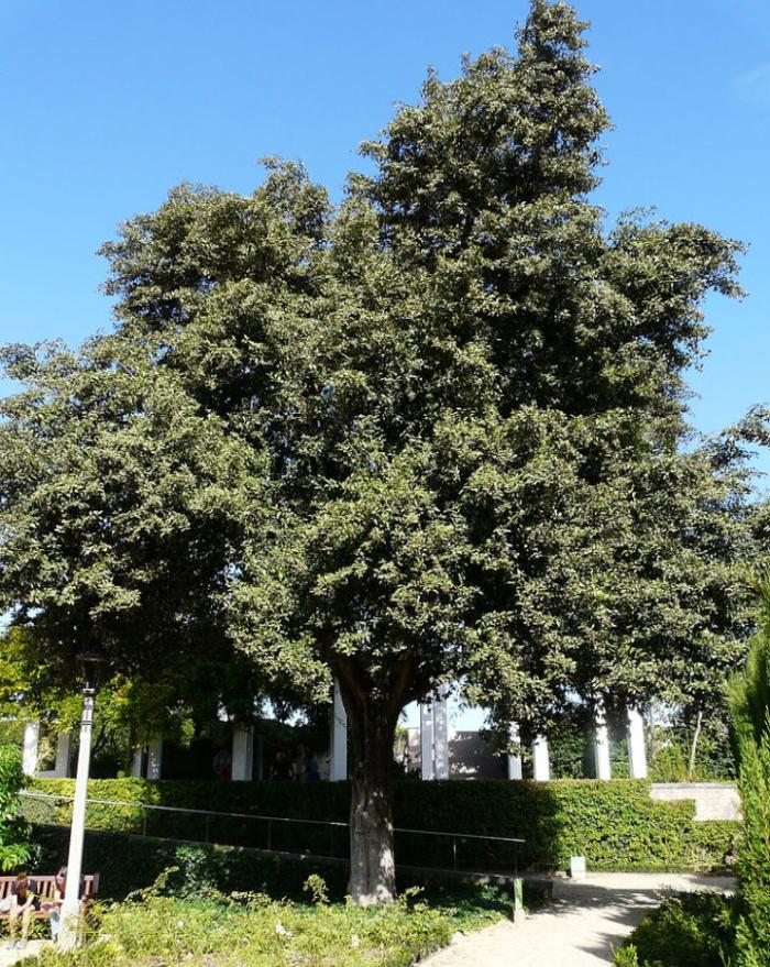 Plant photo of: Lagunaria patersonii