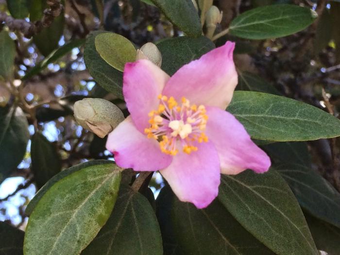 Plant photo of: Lagunaria patersonii