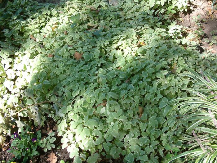 Plant photo of: Lamium maculatum