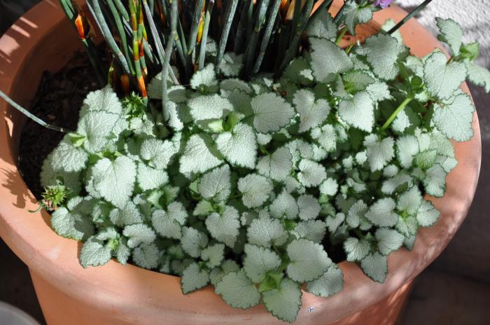 Lamium maculatum 'White Nancy'