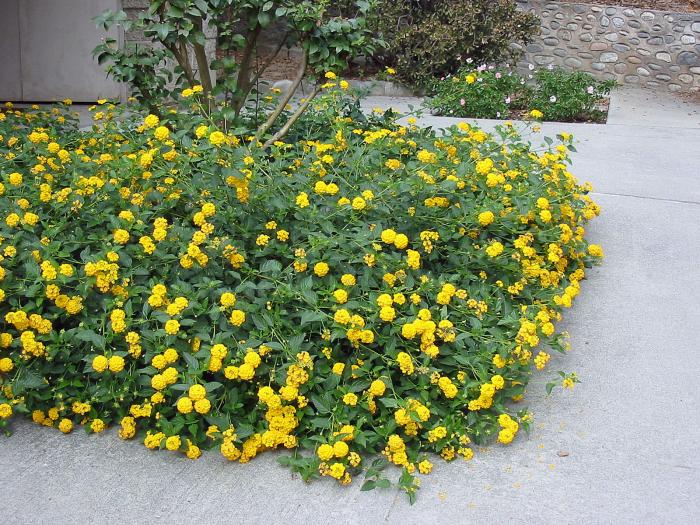 Plant photo of: Lantana 'Dwarf Yellow Bush'