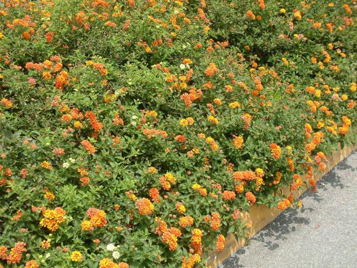 Lantana 'Gold Mound'