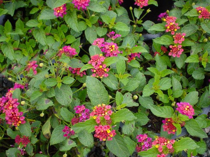 Plant photo of: Lantana 'Irene'