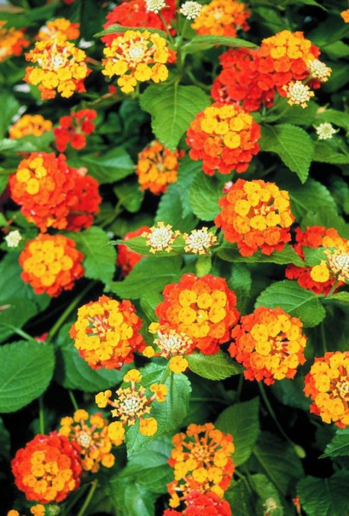 Plant photo of: Lantana Patriot Classic 'Firewagon'