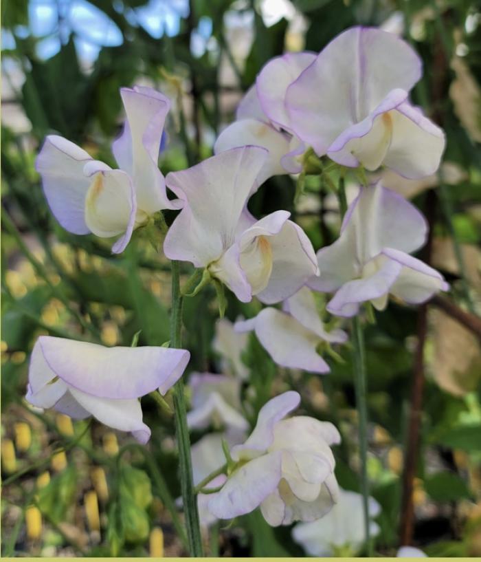 Lathyrus odoratus