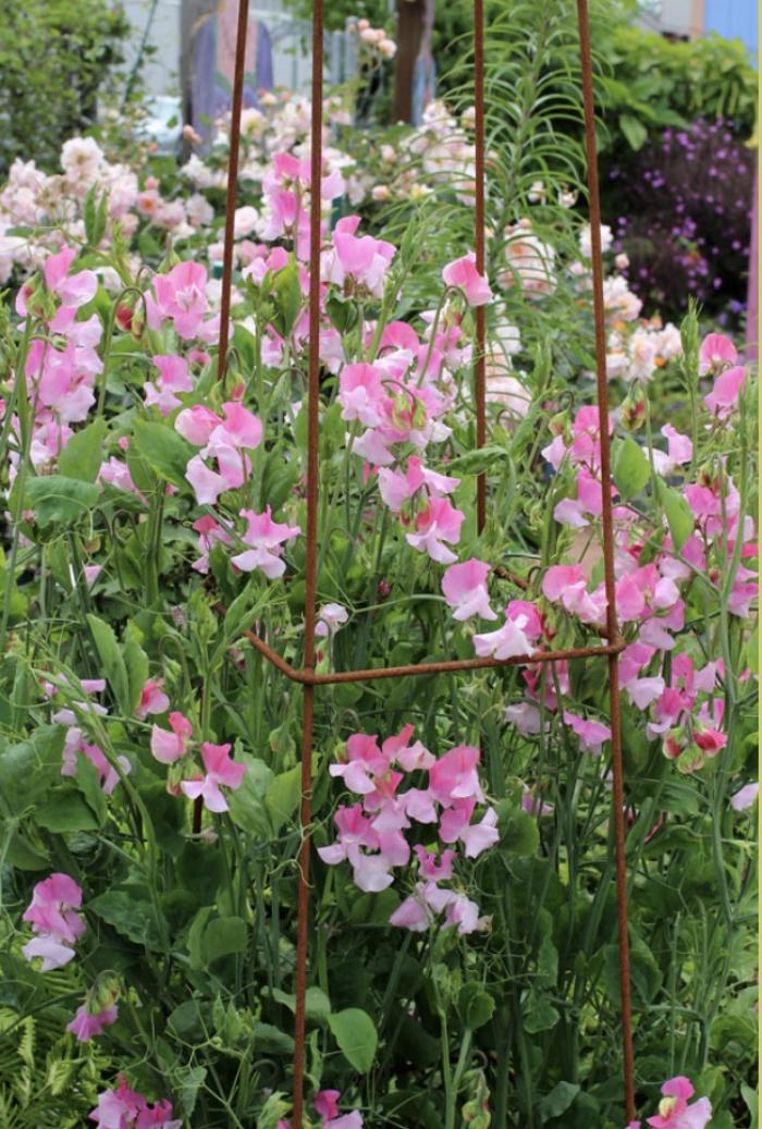 Plant photo of: Lathyrus odoratus