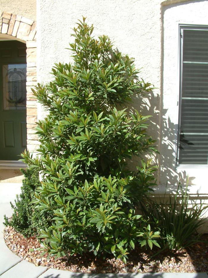 Laurus nobilis 'Saratoga'