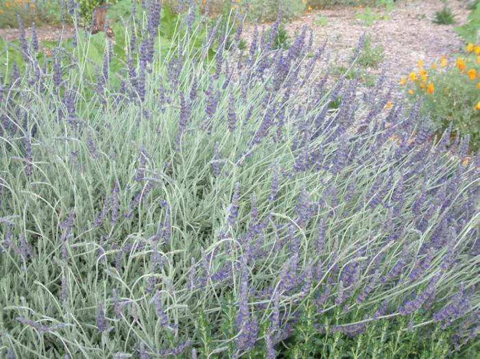 Lavandula 'Goodwin Creek Grey'