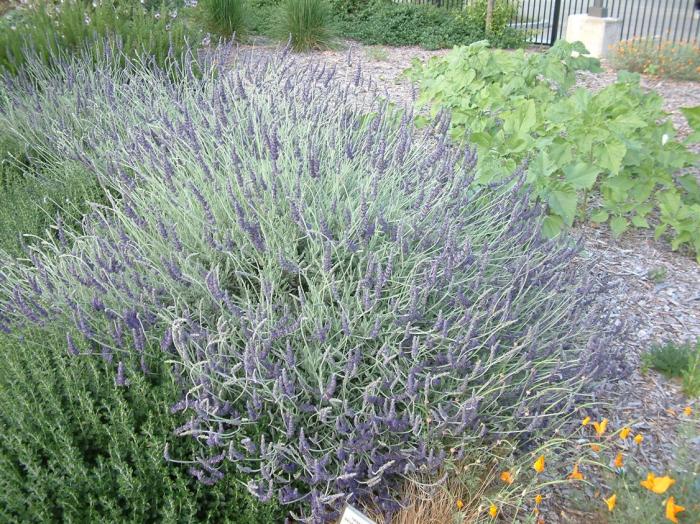 Plant photo of: Lavandula 'Goodwin Creek Grey'