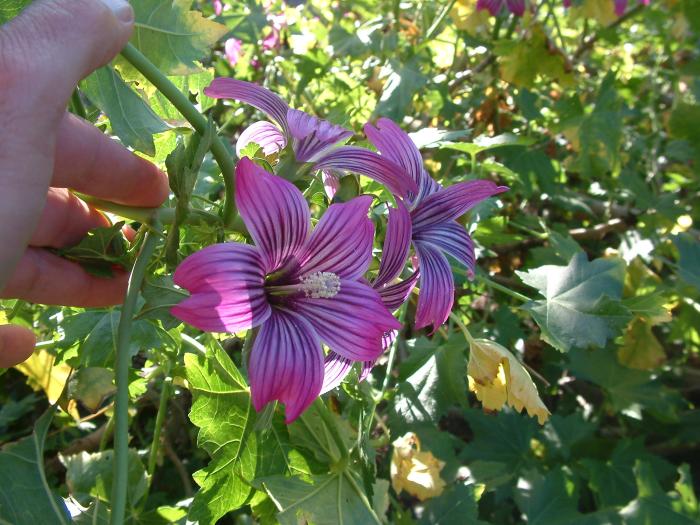 Lavatera assurgentiflora 'Purisima'