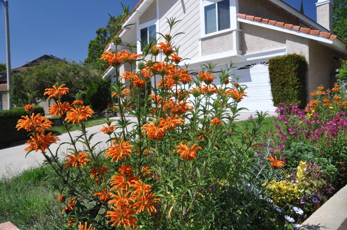 Leonotis leonurus