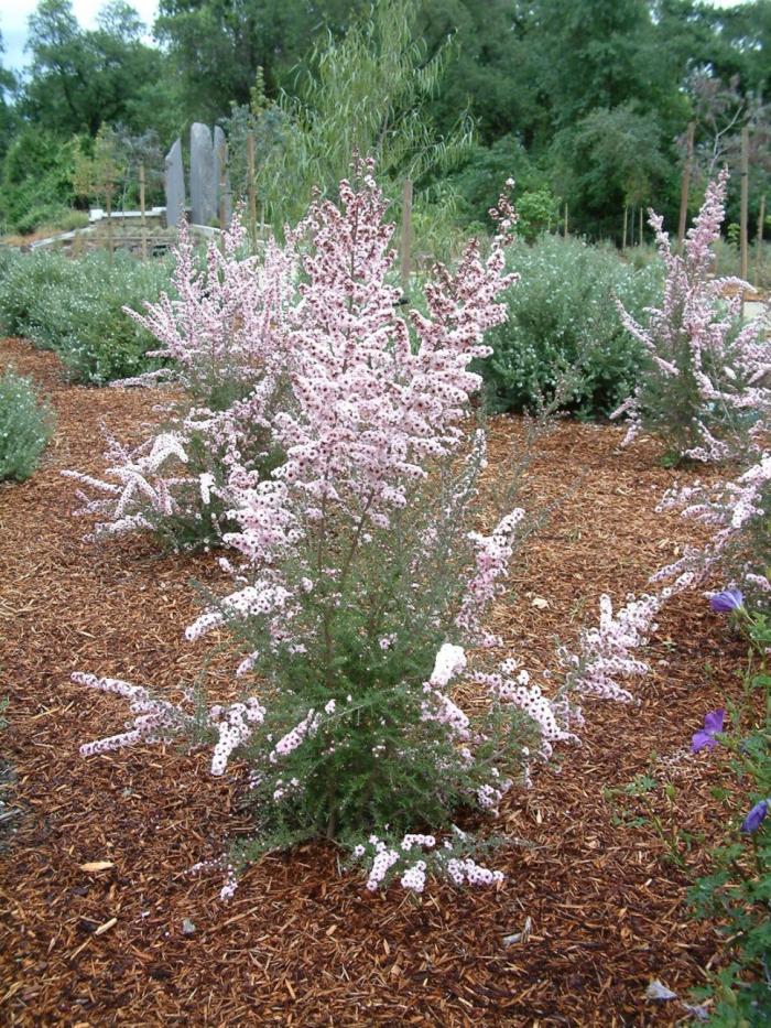 Plant photo of: Leptospermum scoparium 'Apple Blossom'