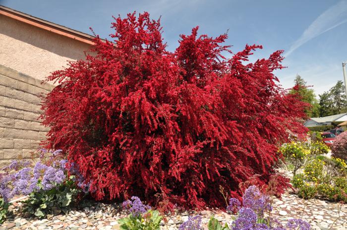 Leptospermum scoparium 'Ruby Glow'