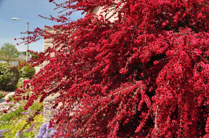 Plant photo of: Leptospermum scoparium 'Ruby Glow'