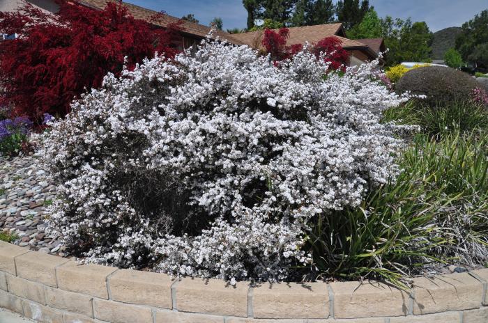 Leptospermum scoparium 'Snow White'