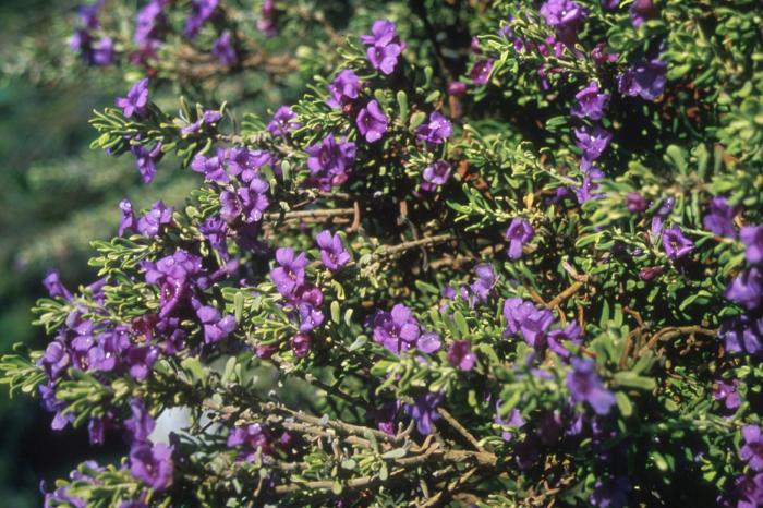 Leucophyllum revolutum 'Houdini'