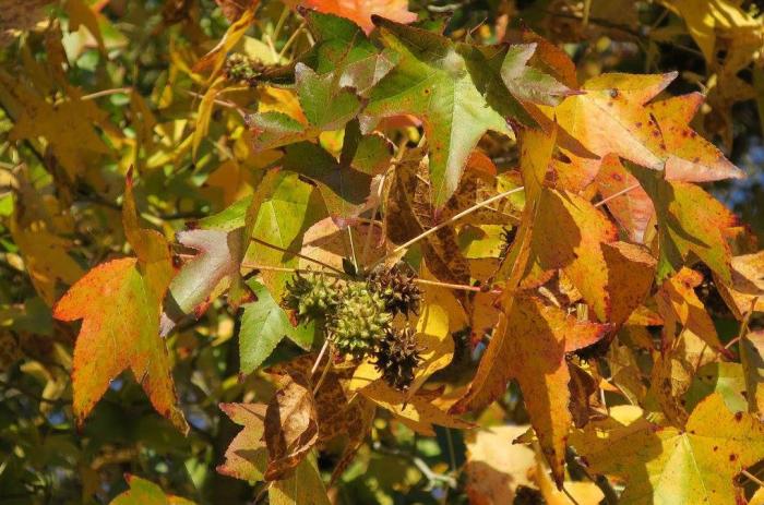 Plant photo of: Liquidambar styraciflua 'Burgundy'