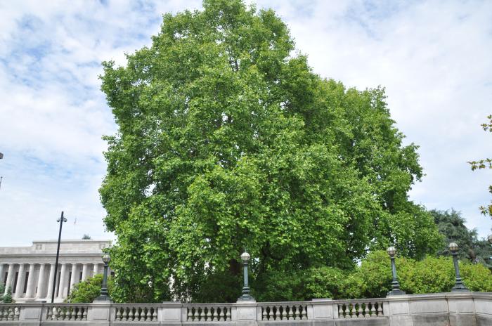 Liriodendron tulipifera