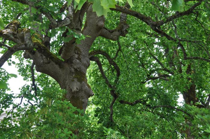 Plant photo of: Liriodendron tulipifera