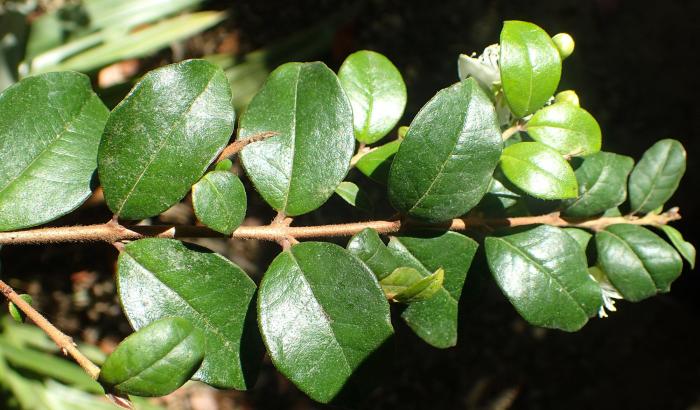 Plant photo of: Luma apiculata