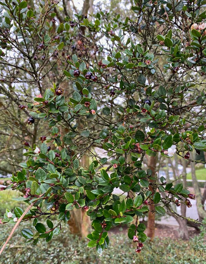 Plant photo of: Luma apiculata