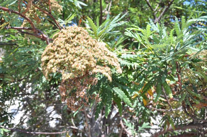 Plant photo of: Lyonothamnus floribundus asplenifolius