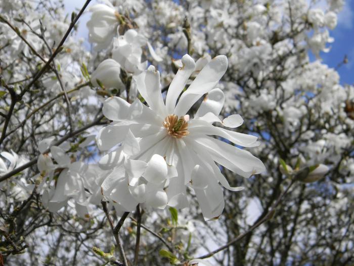 Plant photo of: Magnolia stellata