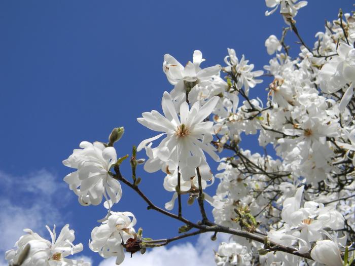 Plant photo of: Magnolia stellata