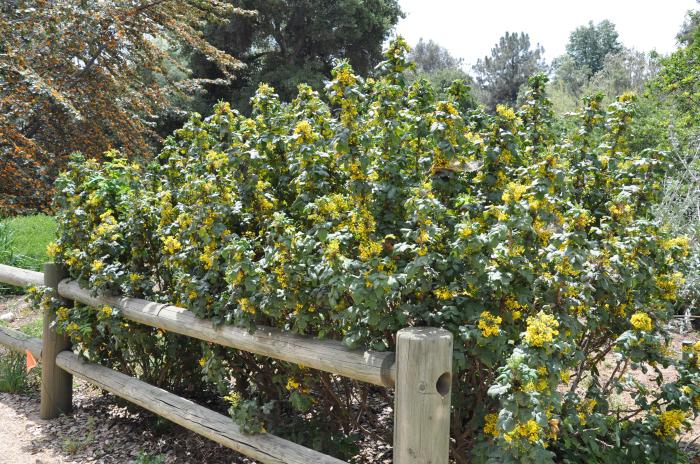 Plant photo of: Mahonia 'Golden Abundance'