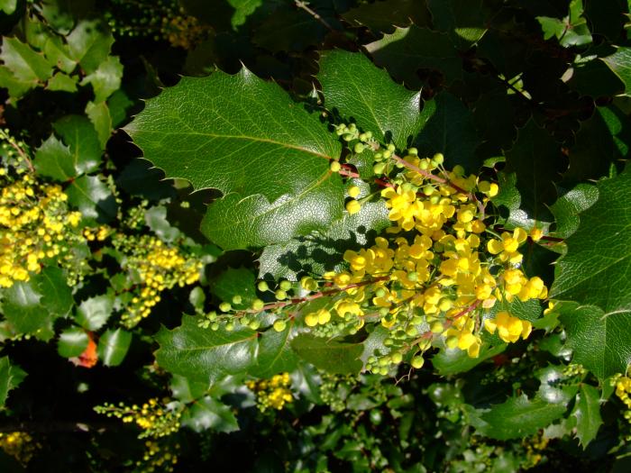 Mahonia aquifolium