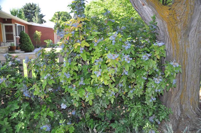 Plant photo of: Mahonia aquifolium