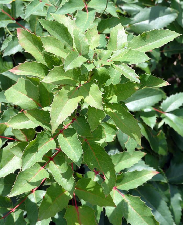 Plant photo of: Mahonia repens