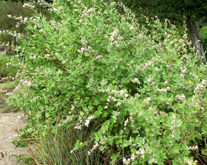 Plant photo of: Malacothamnus fasciculatus