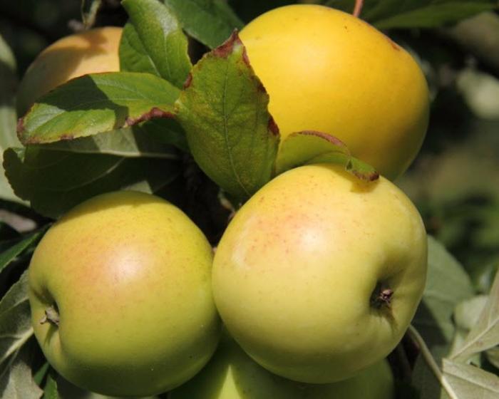 Plant photo of: Malus 'Golden Delicious'