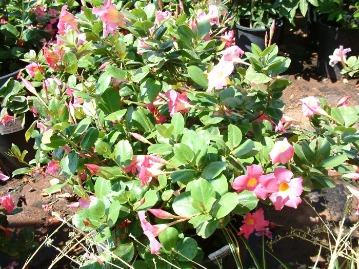 Plant photo of: Mandevilla hybrids