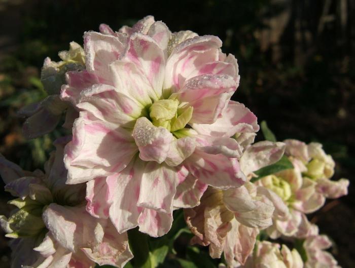 Matthiola incana