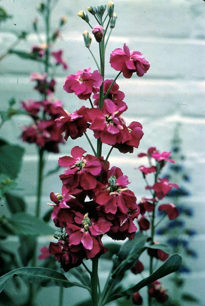 Plant photo of: Matthiola incana