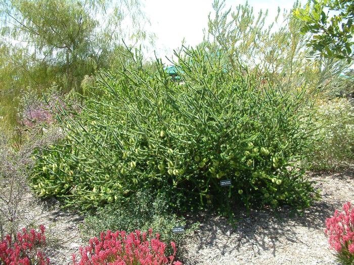 Melaleuca diosmifolia