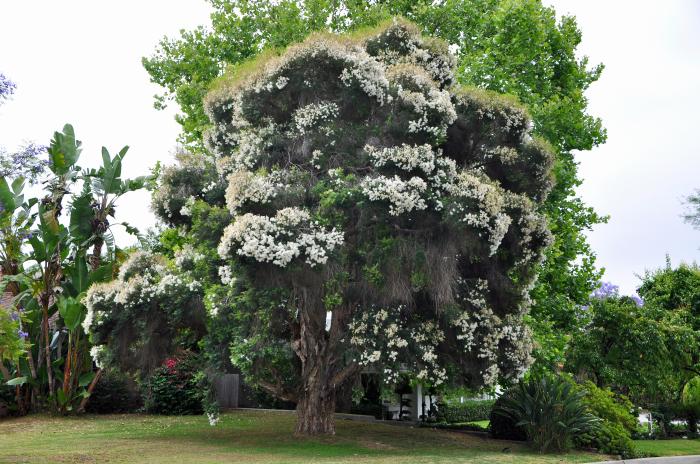 Melaleuca linariifolia