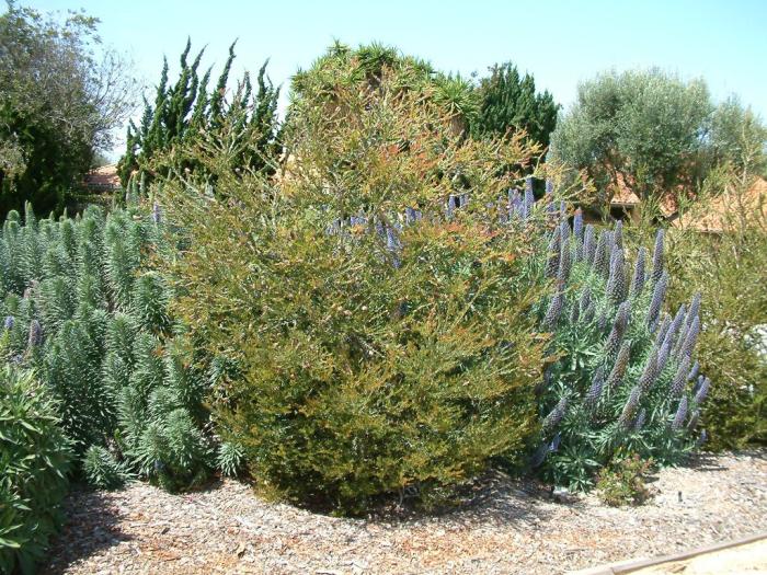 Plant photo of: Melaleuca nesophila