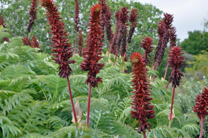 Melianthus major