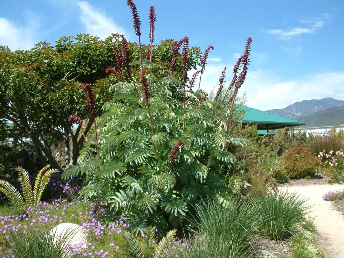 Plant photo of: Melianthus major